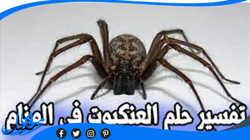 دلالات رؤية العنكبوت في الحلم