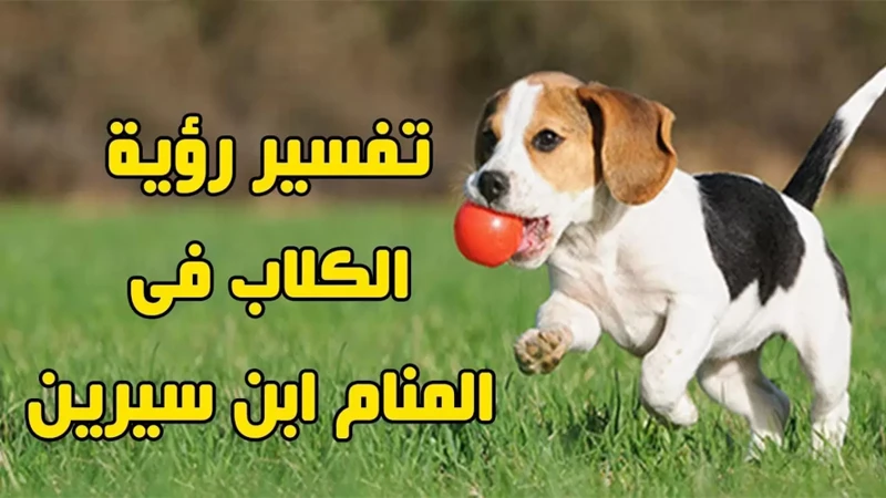 تفسير حلم الكلب الهاجم