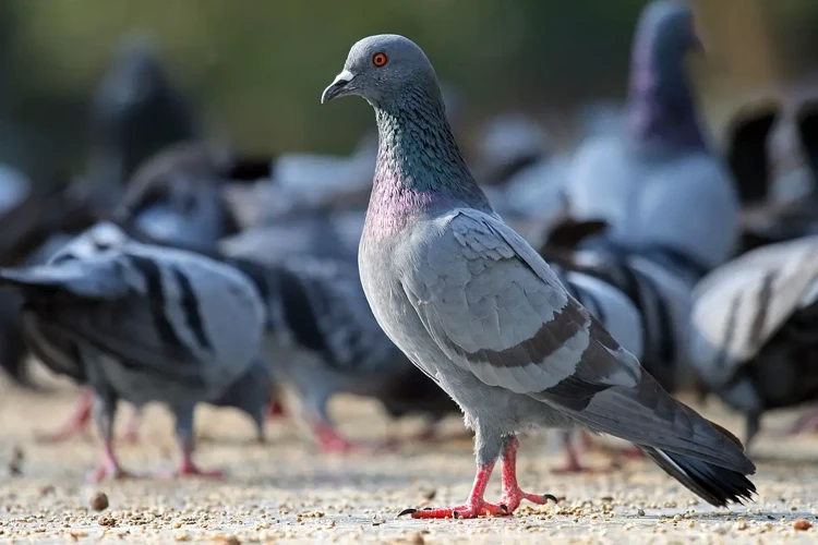 تفسير الأحلام المتعلقة بالحمامة