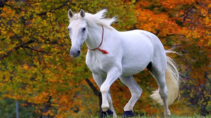 تفسير رؤية الخيل في المنام حسب الحالة الصحية