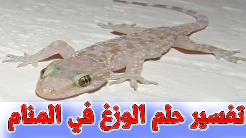 كيفية تفسير رؤية الوزغ في المنام