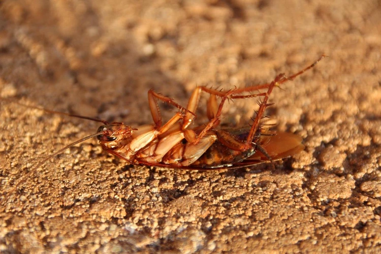 العوامل المؤثرة في تفسير الحلم بالصراصير