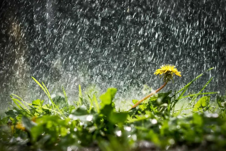 الرموز المرتبطة بحلم المطر الغزير