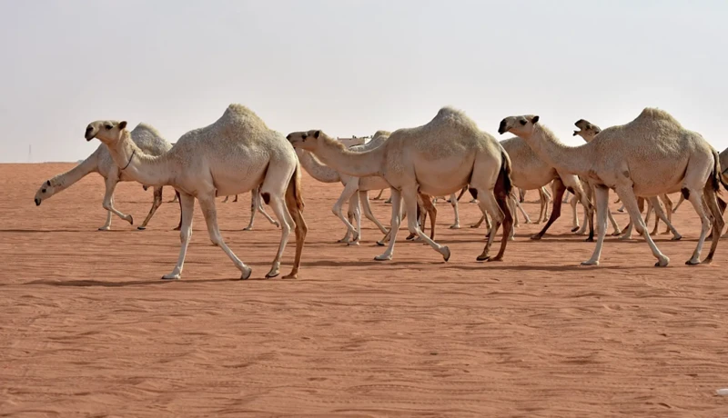 الرؤى المتعلقة بالابل