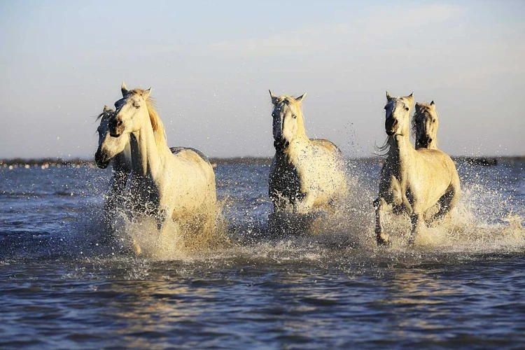 تفسير حلم بيع حصان