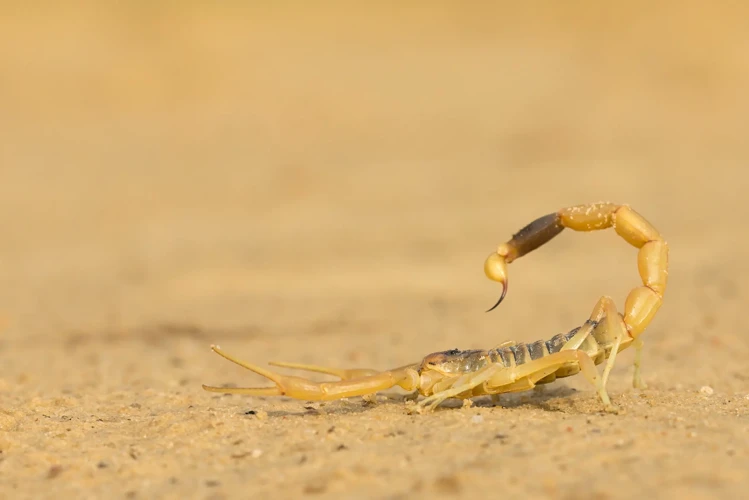 تفسير حلم العقرب الأسود في المجال المهني