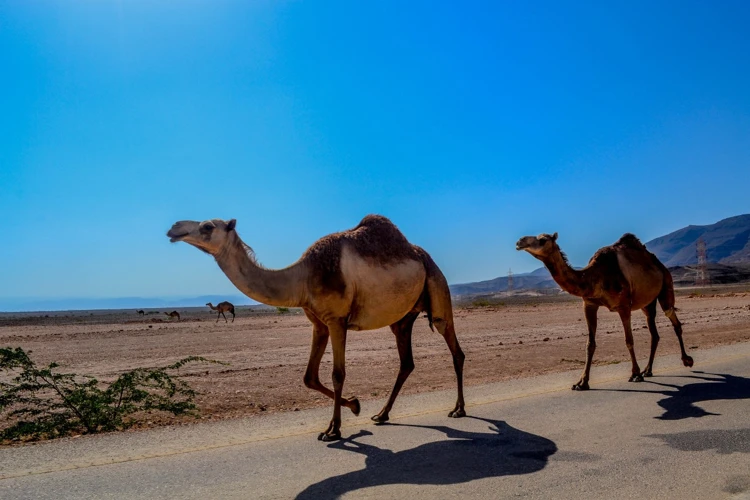 تفسير أحلام الجمل في تفسير الأحلام الشعبي