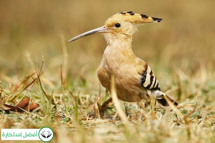 تفسير حلم الرحلة المرعبة