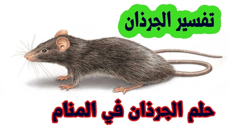 تفسير حلم مخلفات الوزغ