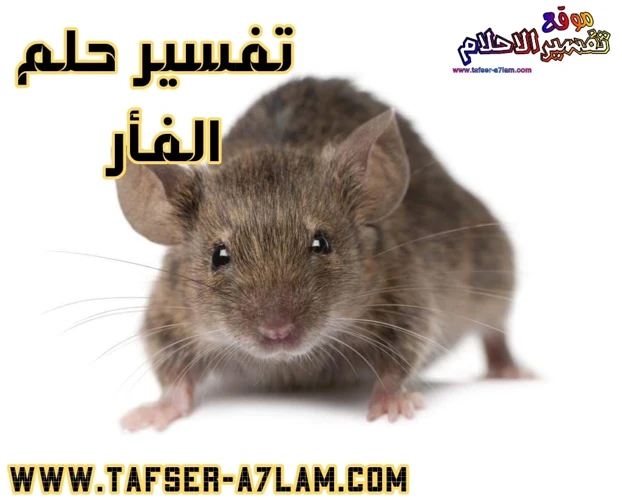 تفسير حلم صيد الفأر