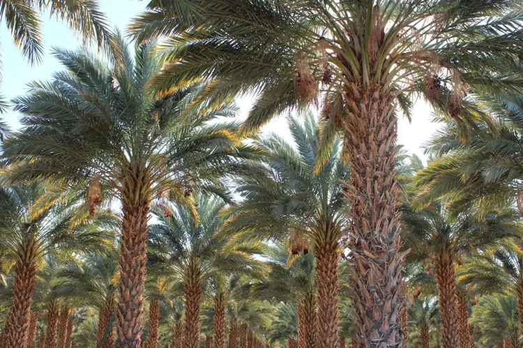 تفسير حلم زراعة التمر