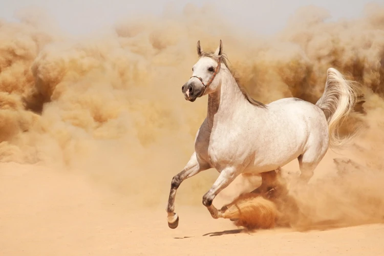 تفسير رؤية حصان يجر عربة في المنام للمتزوجة