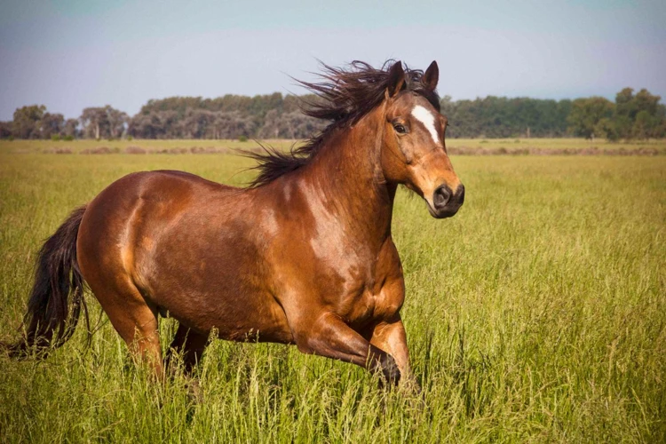 تفسير رؤية الخيل البني في المنام